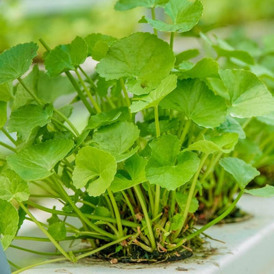 Centella Asiatica Extract